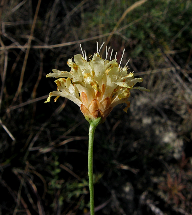 Image of Cephalaria coriacea specimen.