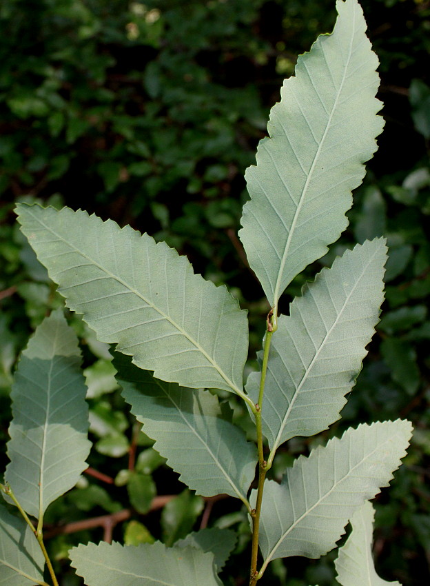 Image of Nothofagus pumilio specimen.