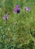 Centaurea scabiosa. Верхушка цветущего растения. Московская обл., окр. г. Железнодорожный. 27.06.2011.