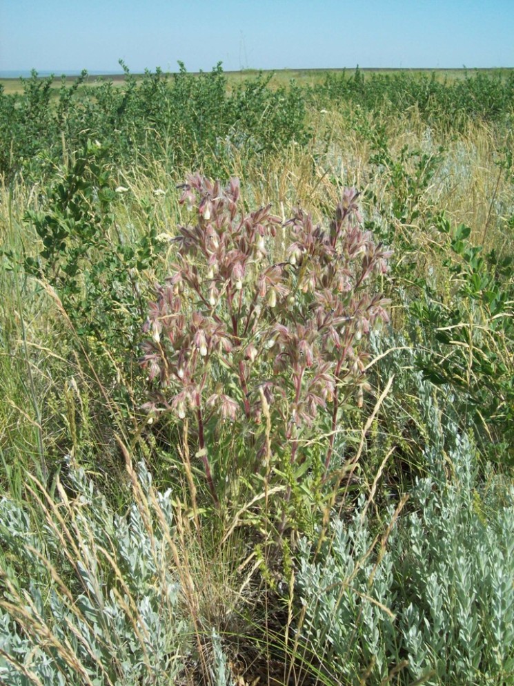 Изображение особи Onosma samarica.