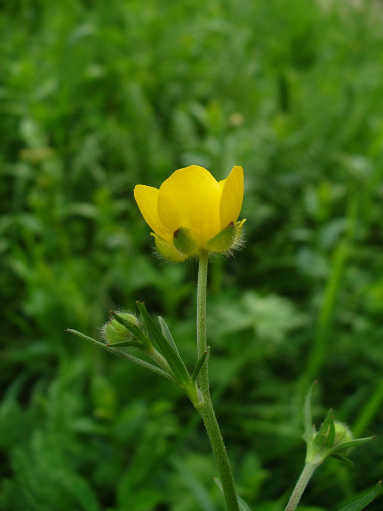 Изображение особи род Ranunculus.