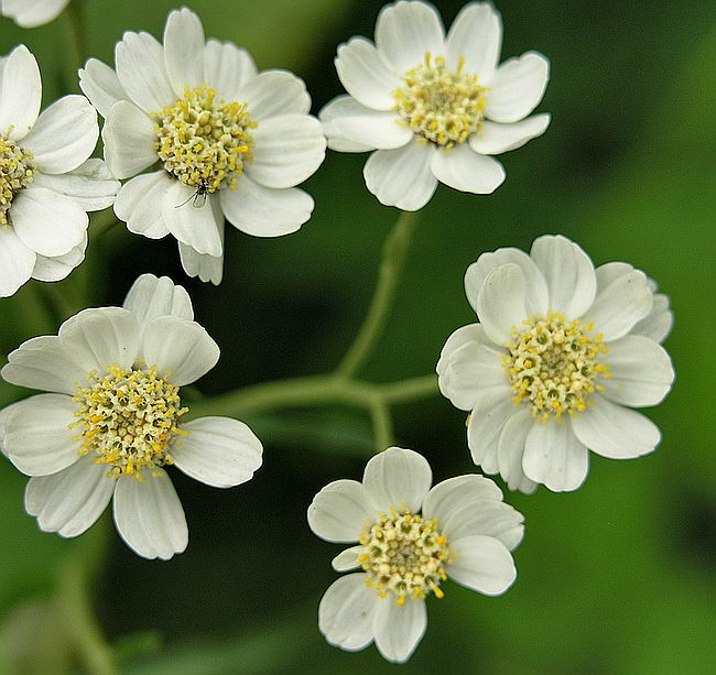 Изображение особи Achillea ptarmica.