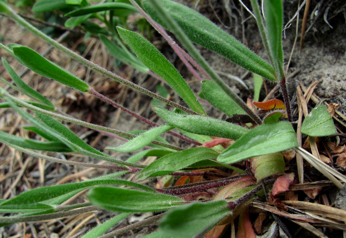 Image of Lychnis samojedorum specimen.