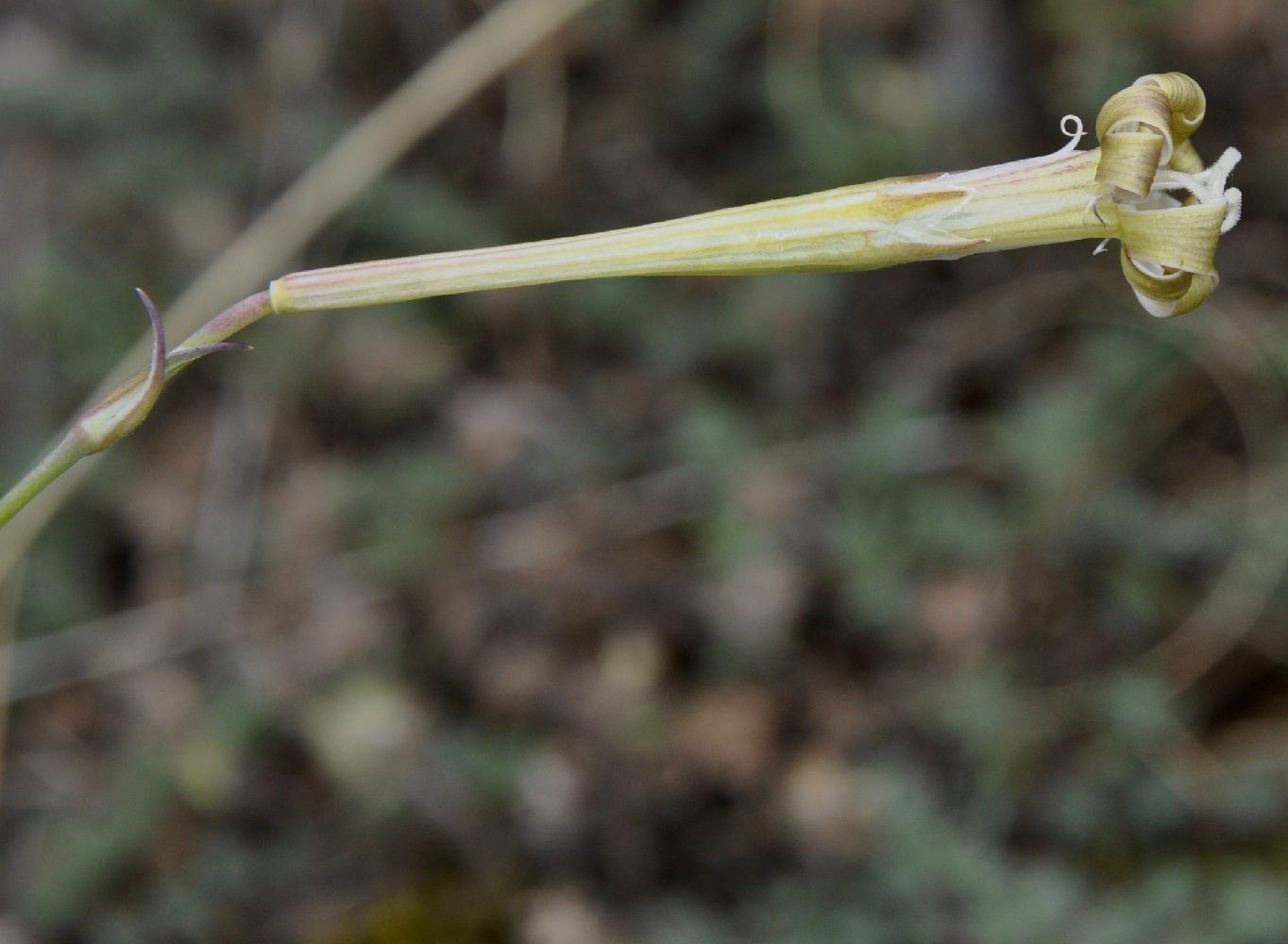 Image of Silene bupleuroides specimen.