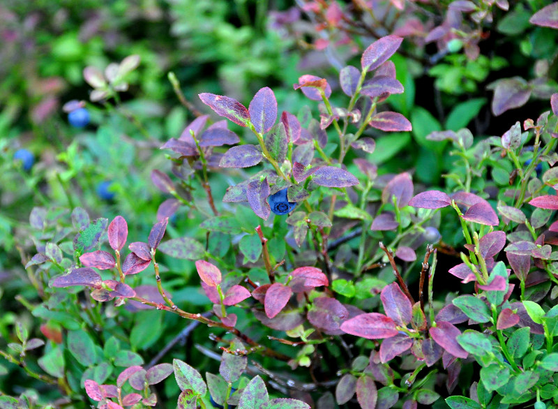 Image of Vaccinium myrtillus specimen.