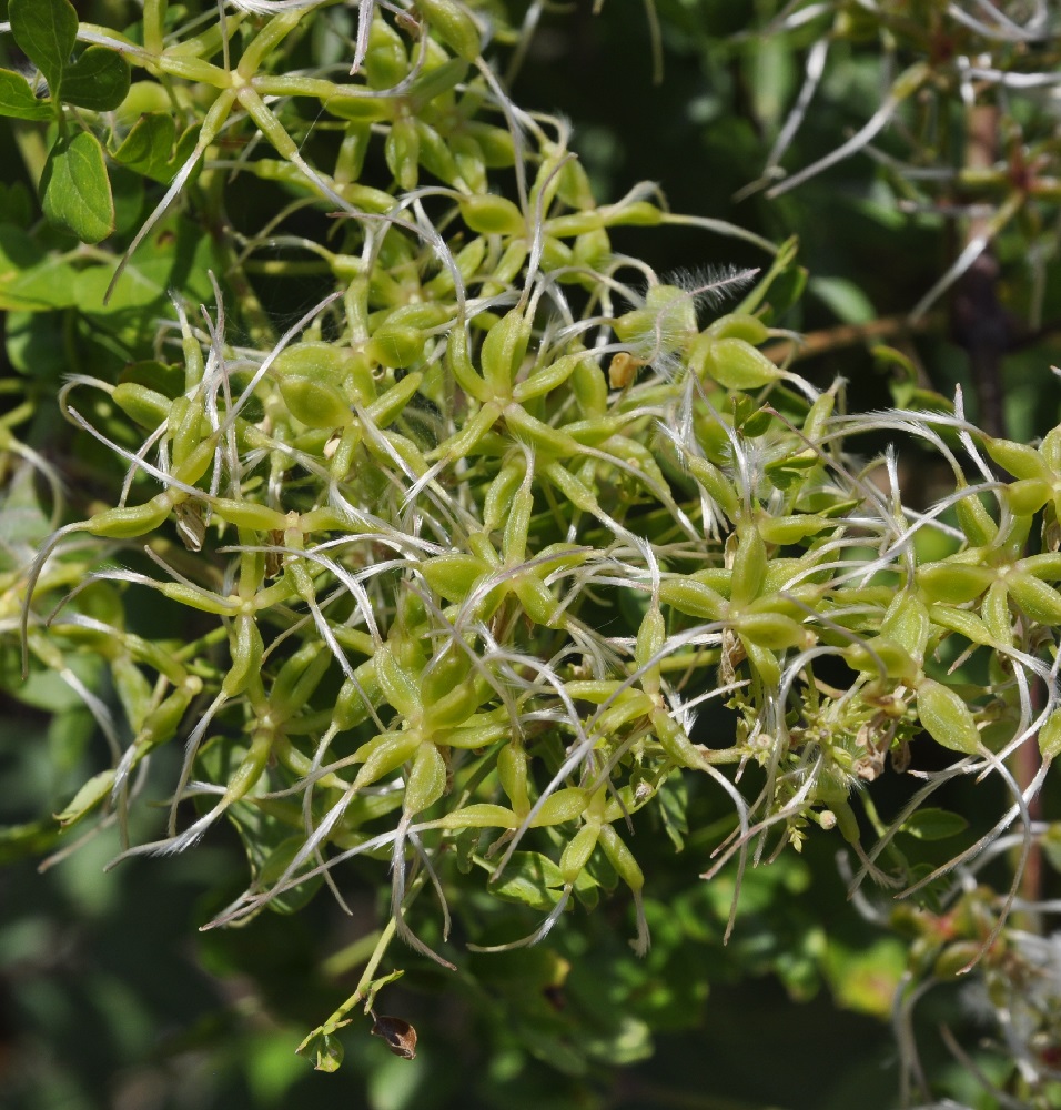 Изображение особи Clematis flammula.