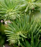 Cunninghamia lanceolata. Верхушки побегов с молодыми шишками. Германия, г. Дюссельдорф, Ботанический сад университета. 05.09.2014.