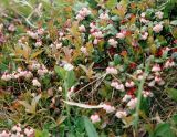Vaccinium vitis-idaea разновидность minus. Цветущее растение. Кольский полуостров, горная тундра Восточного Мурмана. Начало июля 2005 г.