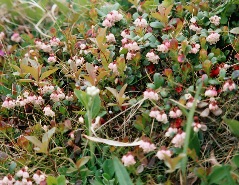 Image of Vaccinium vitis-idaea var. minus specimen.