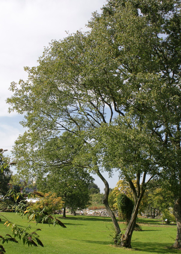 Image of Zelkova serrata specimen.