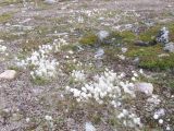 Eriophorum scheuchzeri. Плодоносящие растения на щебнистом участке горной тундры. Кольский полуостров, Восточный Мурман, пос. Дальние Зеленцы, вершина сопки. 04.08.2009.