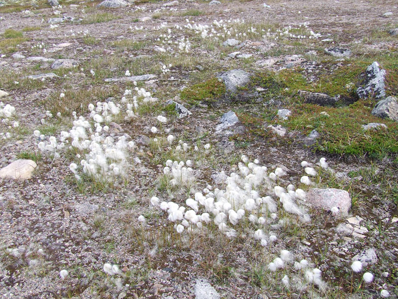 Изображение особи Eriophorum scheuchzeri.