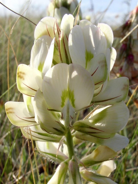 Image of Hedysarum grandiflorum specimen.