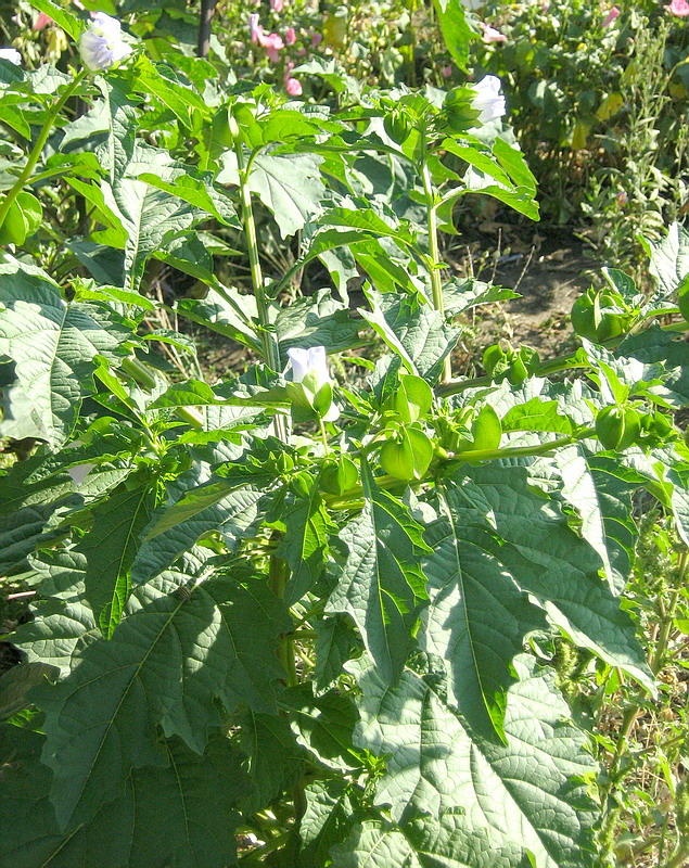 Image of Nicandra physalodes specimen.