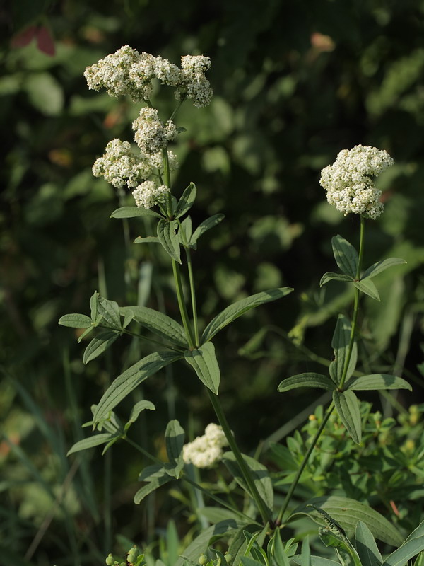 Image of Galium rubioides specimen.