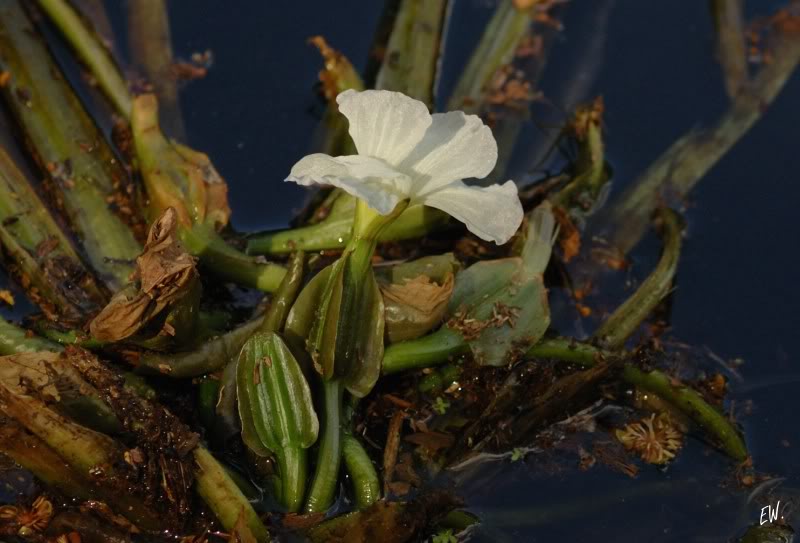 Image of Ottelia alismoides specimen.