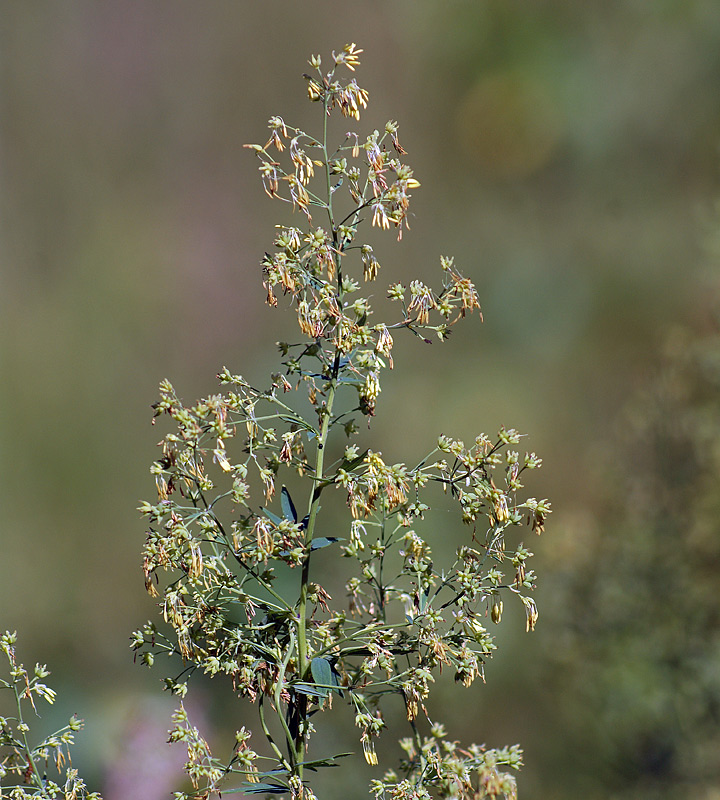 Image of Thalictrum minus specimen.