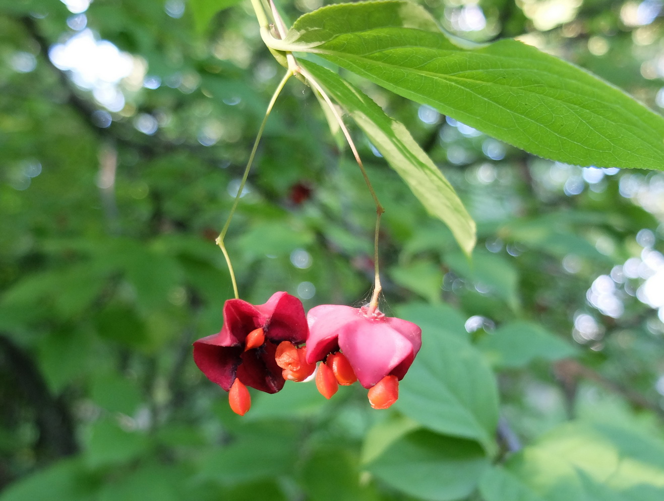 Image of Euonymus maximowiczianus specimen.