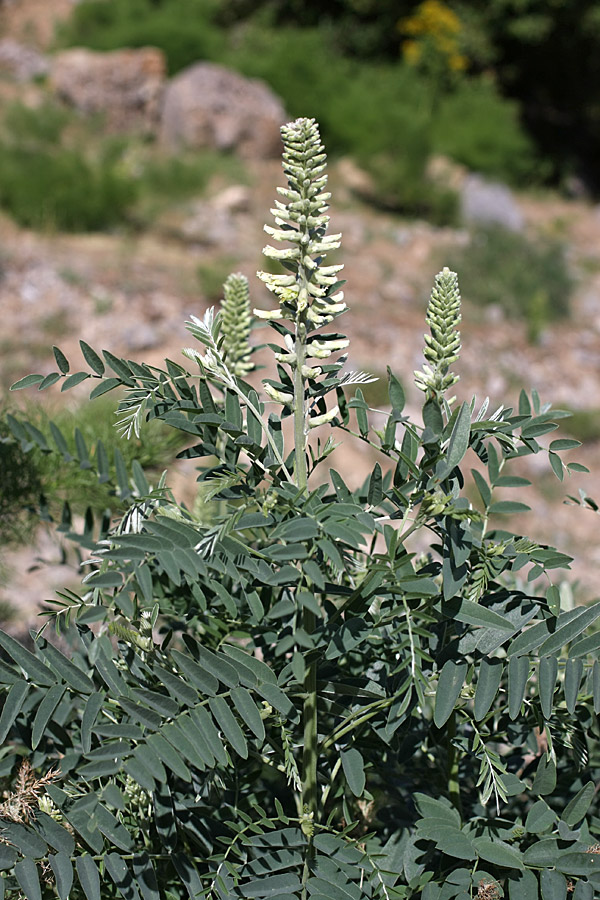 Image of Pseudosophora alopecuroides specimen.