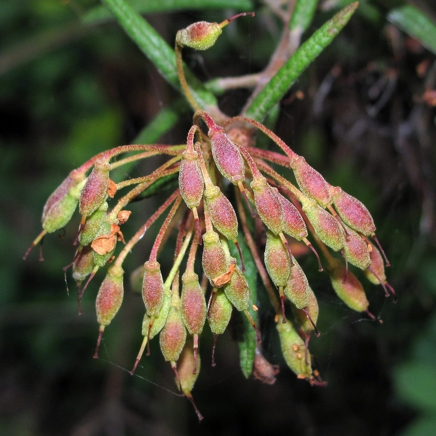 Image of Ledum palustre specimen.