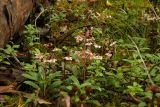 Chimaphila umbellata. Группа цветущих растений. Новгородская обл., Боровичский р-н, западнее г. Боровичи, сосновый лес. 18.07.2015.