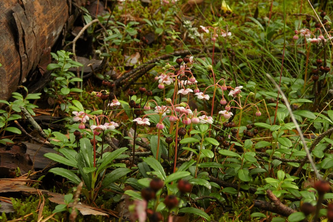 Изображение особи Chimaphila umbellata.