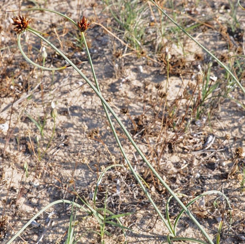 Изображение особи Cyperus capitatus.