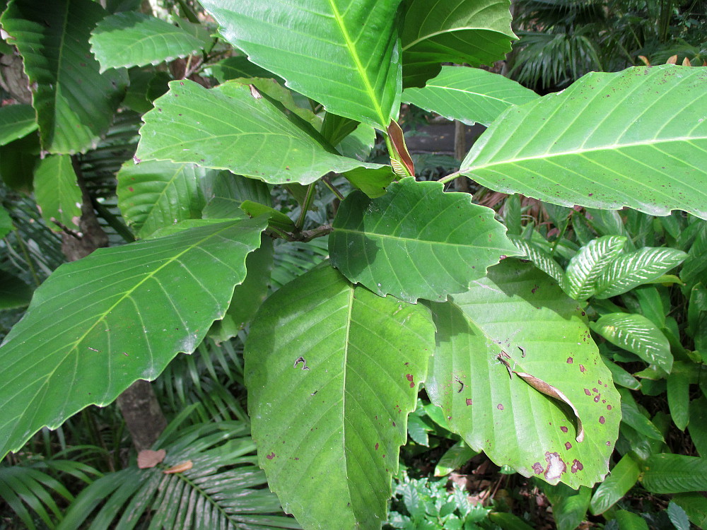 Image of Dillenia philippinensis specimen.