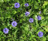 Gentiana dshimilensis