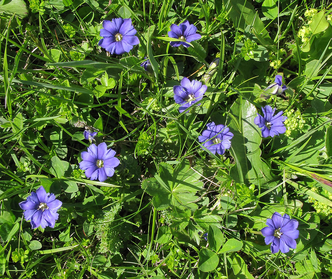 Image of Gentiana dshimilensis specimen.