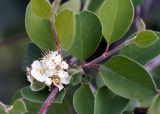 Cotoneaster suavis. Ветка с соцветием и листьями. Кыргызстан, Чуйская обл., предгорье, лог между склонами восточнее с. Орто-Сай. 02.06.2015.