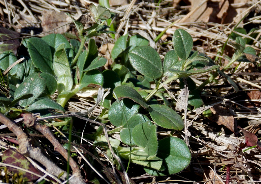 Изображение особи Vicia narbonensis.