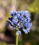 Allium caeruleum