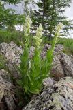 genus Veratrum