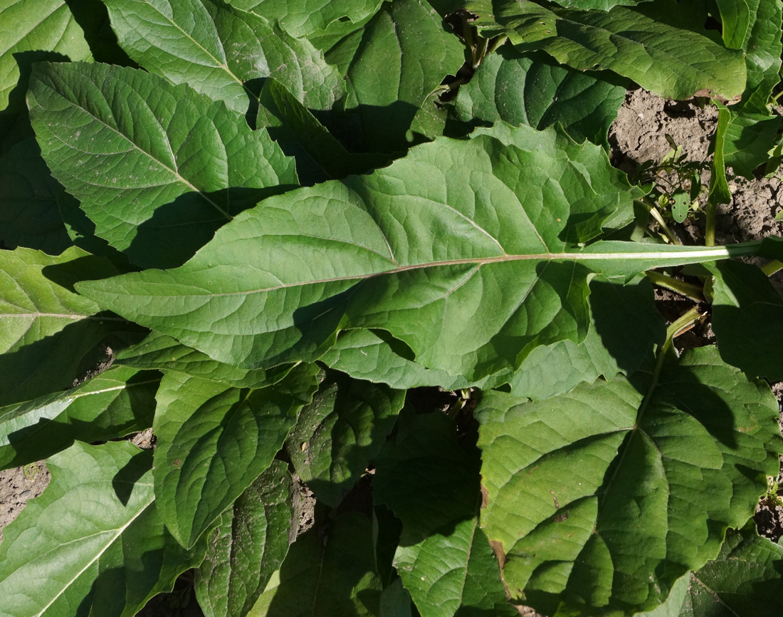 Image of Silphium perfoliatum specimen.