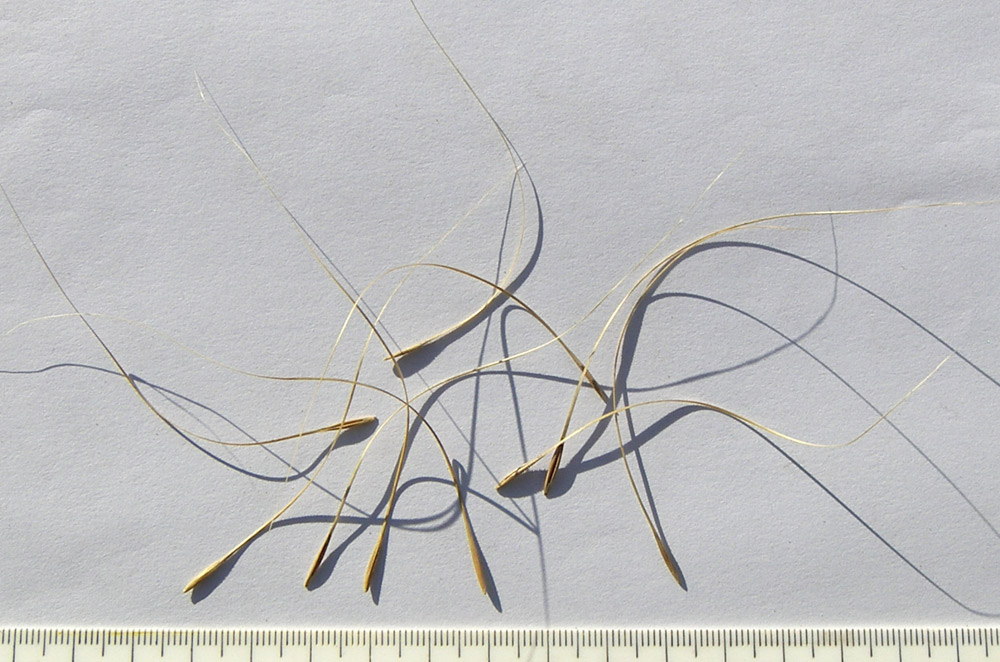 Image of Taeniatherum crinitum specimen.