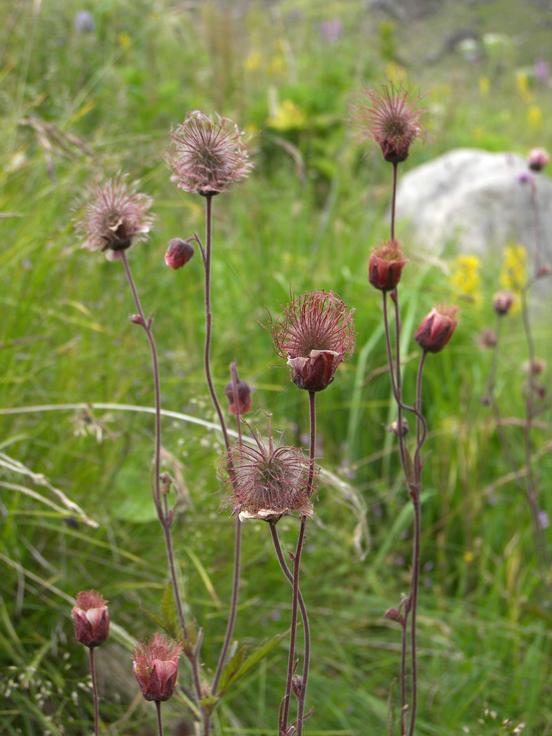 Image of Geum rivale specimen.