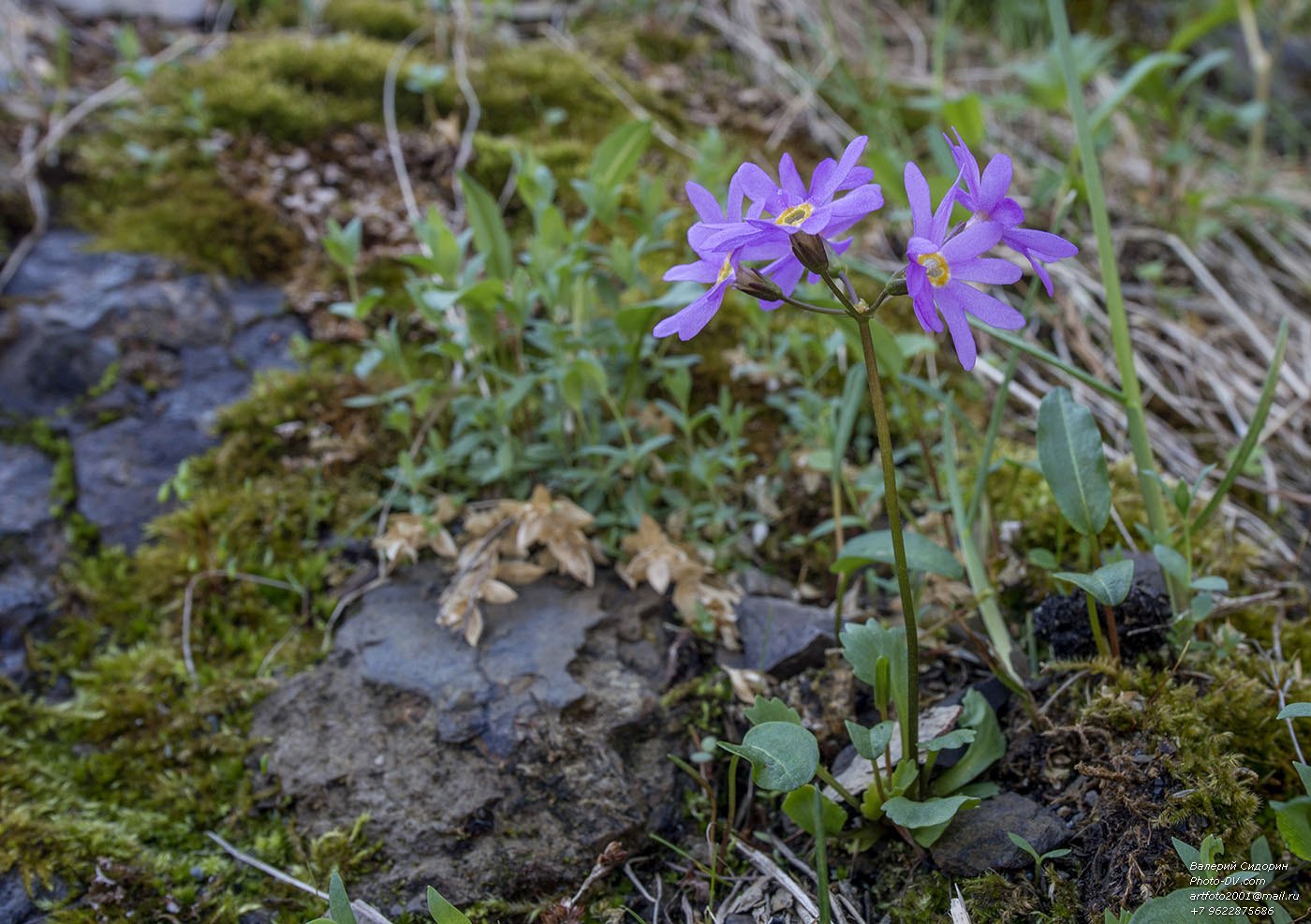 Изображение особи Primula cuneifolia.