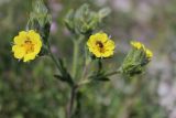 Potentilla recta