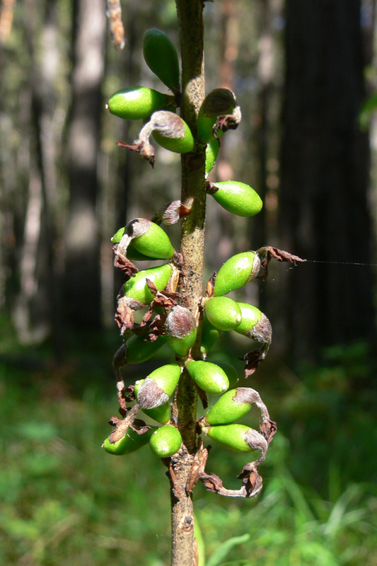 Image of Daphne mezereum specimen.