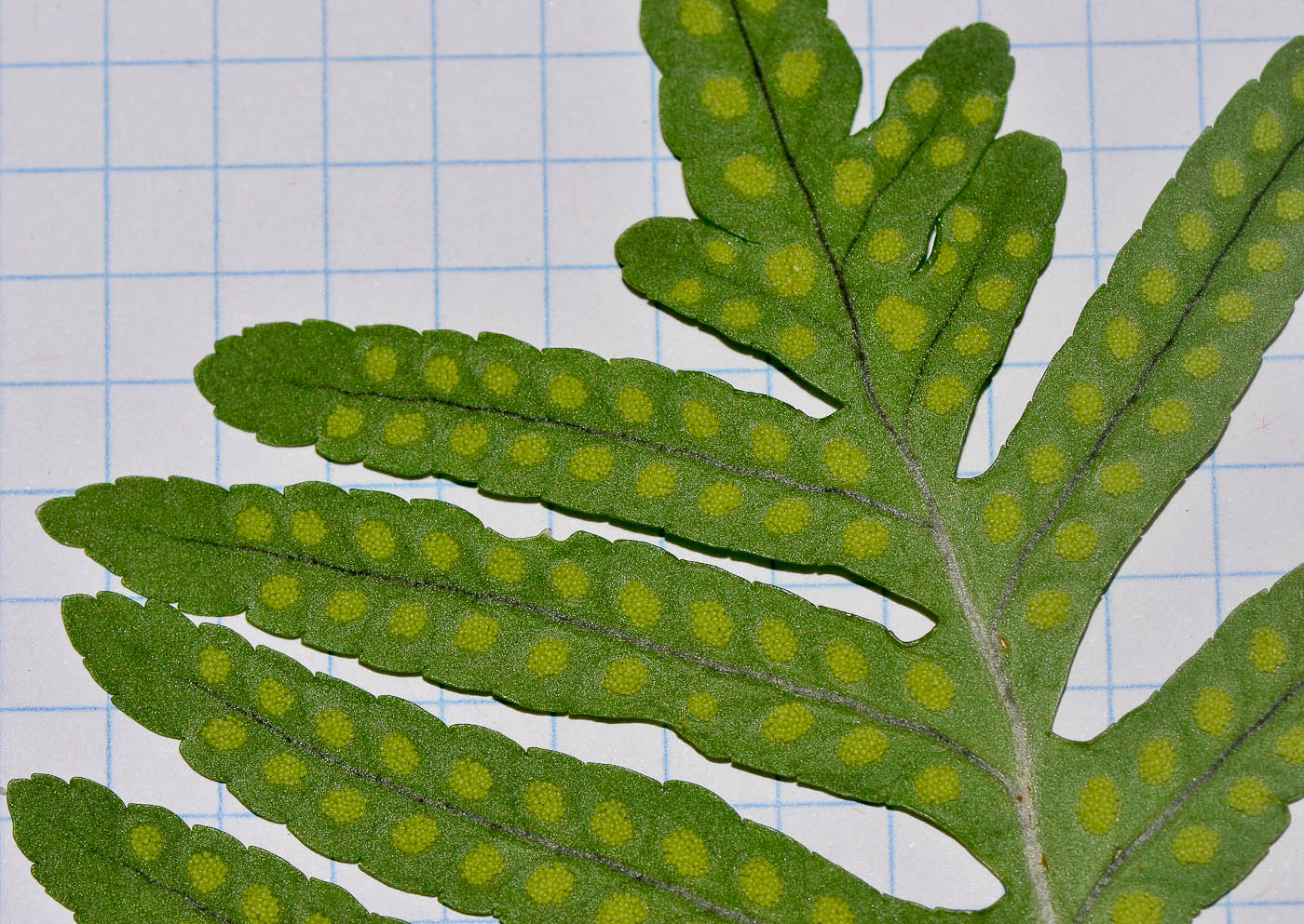 Image of Polypodium cambricum specimen.