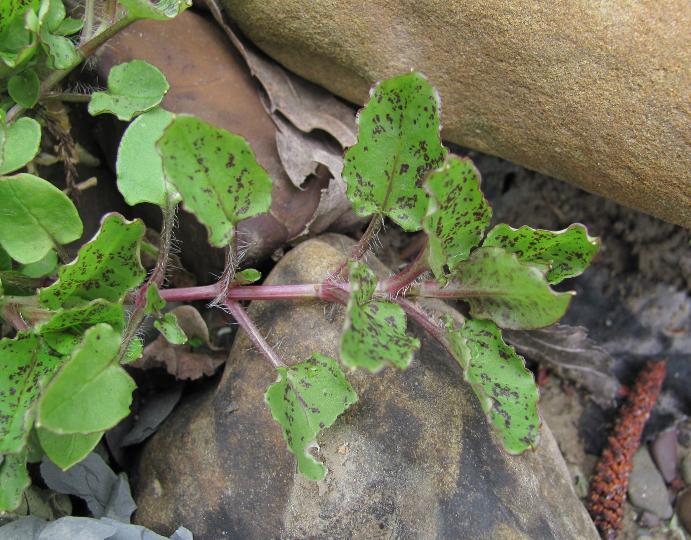 Image of familia Caryophyllaceae specimen.