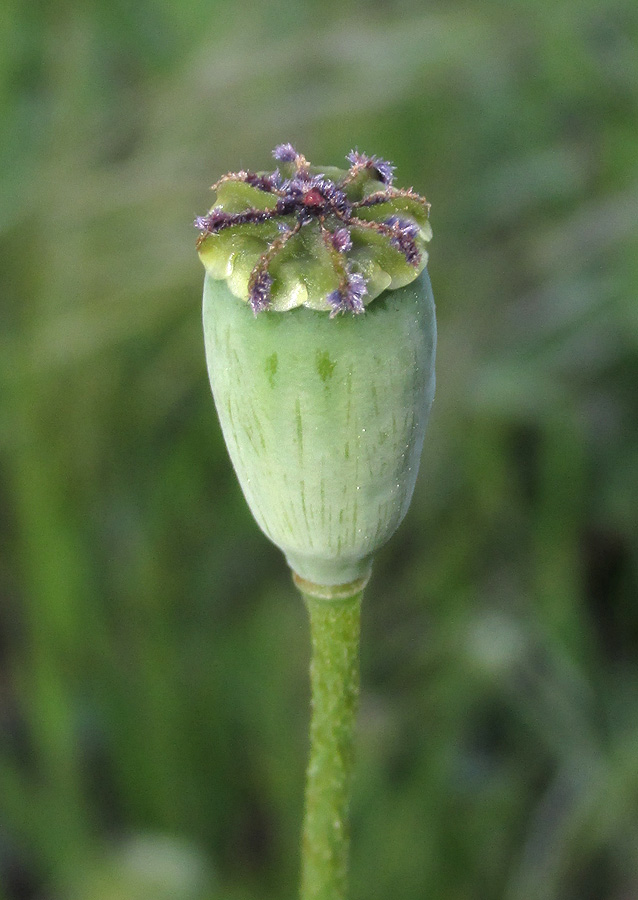 Image of Papaver stevenianum specimen.