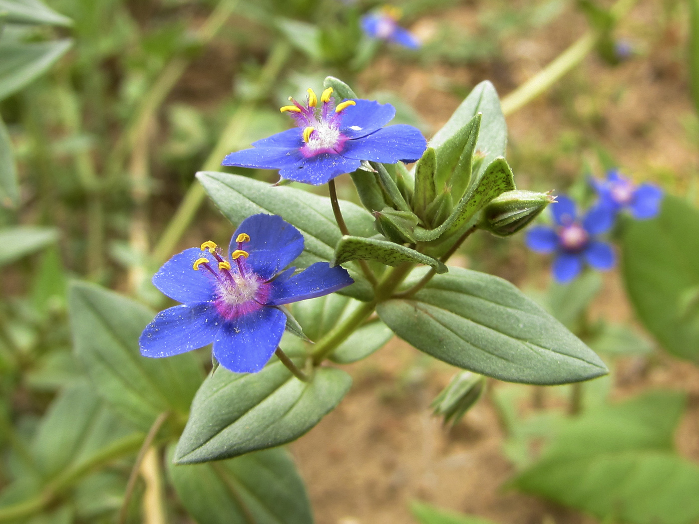 Image of Anagallis arvensis specimen.