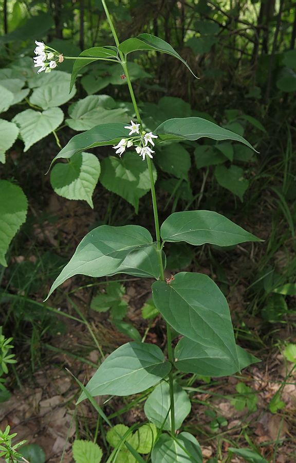 Image of Vincetoxicum hirundinaria specimen.