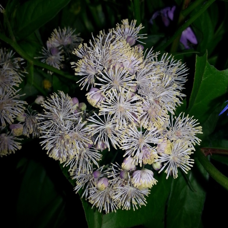 Image of Thalictrum aquilegiifolium specimen.