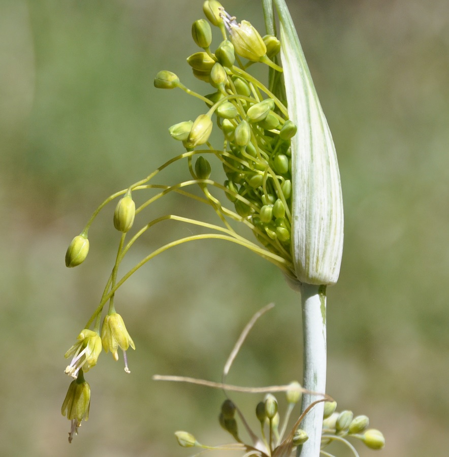 Image of Allium paczoskianum specimen.