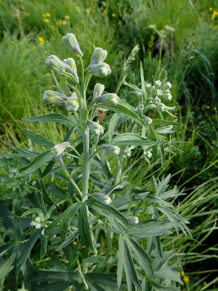 Image of Delphinium cheilanthum specimen.