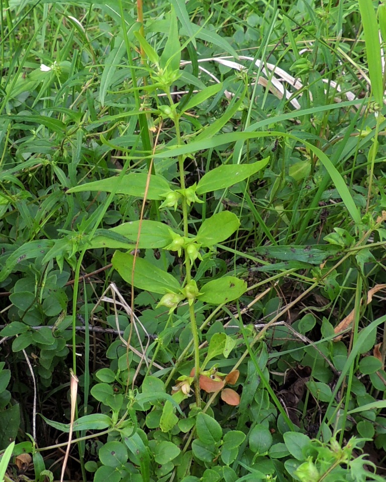 Image of Melampyrum sylvaticum specimen.