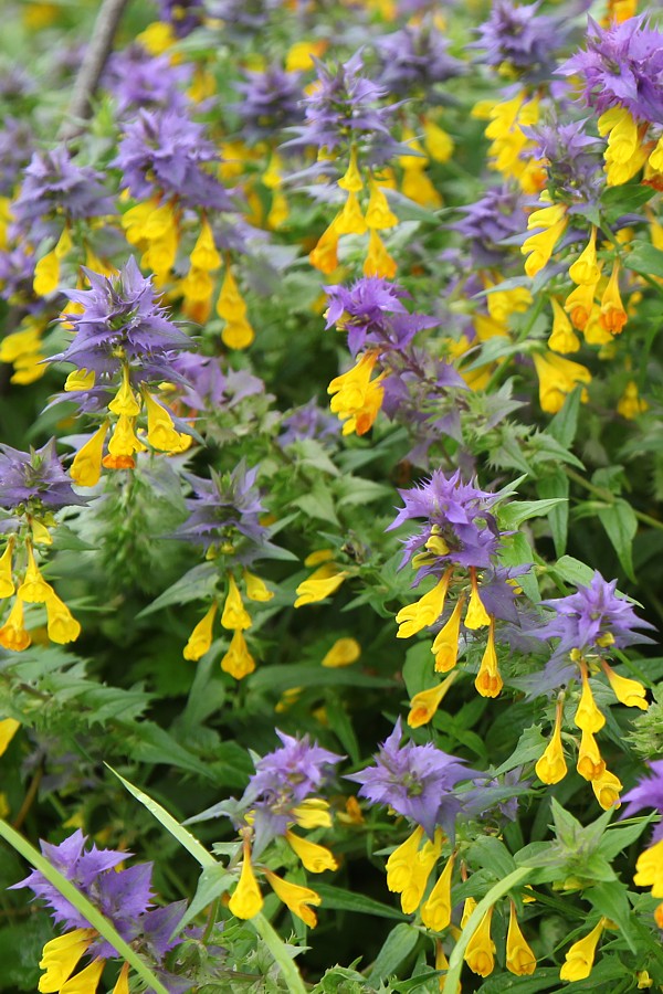 Image of Melampyrum nemorosum specimen.